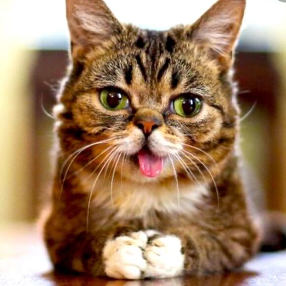 MAJOR SALE!!! HAPPENING MEOW!! - Picture 1 of 2